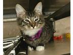 Adopt BBQ Sauce a Domestic Short Hair