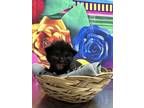 Adopt Black Bear a Domestic Short Hair