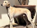 Adopt Mansfield a Saluki, Greyhound