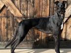 Adopt Prince a Greyhound