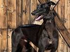 Adopt Thunder a Greyhound