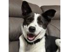 Adopt Quill a Mixed Breed, Border Collie