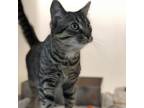 Adopt Quill a Domestic Short Hair