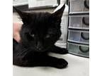 Adopt Fisher a Domestic Short Hair