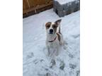 Adopt Cookie a Jack Russell Terrier