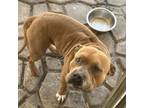 Adopt 2404-1085 Bullet (Off Site Foster) a Pit Bull Terrier