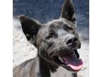 Adopt Wobbles a Husky, Pit Bull Terrier