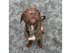 Adopt Chocolate Pie a Chocolate Labrador Retriever, Mixed Breed