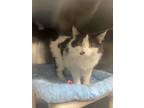 Adopt Yarby a Domestic Long Hair, Domestic Short Hair