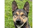 Adopt Zac a German Shepherd Dog, Mixed Breed