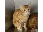 Adopt Damon a Domestic Short Hair