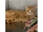 Adopt Stephan a Domestic Short Hair