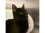 Adopt Walter a Domestic Short Hair