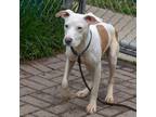 Adopt Pebbles a Pit Bull Terrier, Mixed Breed