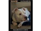 Adopt Snow a American Staffordshire Terrier / Mixed Breed (Medium) dog in