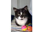 Adopt Arthur a Domestic Short Hair