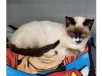 Adopt Archie a Siamese