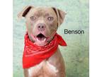 Adopt Benson a Pit Bull Terrier