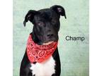 Adopt Champ a Terrier