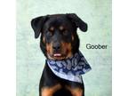 Adopt Goober a Rottweiler