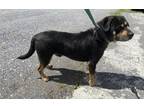 Adopt Billy (4yo, 50lbs) a Rottweiler