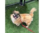 Adopt Wookie a Mixed Breed