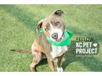 Adopt Fellow a Pit Bull Terrier, Mixed Breed