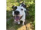 Adopt Polaroid a Pit Bull Terrier, Mixed Breed