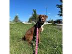Adopt Cheshire a Pit Bull Terrier, Mixed Breed