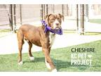 Adopt Cheshire a Pit Bull Terrier, Mixed Breed