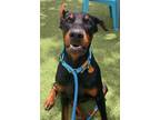 Adopt Kevin 3239 a Doberman Pinscher