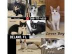 Adopt 7 kittens to choose! (DELAND) a Black & White or Tuxedo Domestic Shorthair