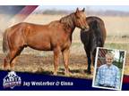 Adopt Cinna a Quarterhorse