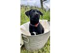 Adopt Jimmy a Labrador Retriever