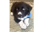 Adopt Cutest Villains: Jafar a Great Pyrenees