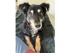 Adopt Lion King a English Shepherd