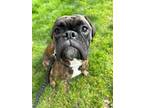 Adopt Liam a Boxer