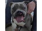 Adopt Chunk a Mixed Breed, Pit Bull Terrier