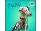 Adopt Ford a Australian Shepherd