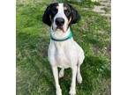 Adopt O'Malley a Great Dane, Coonhound
