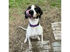 Adopt O'Malley a Great Dane, Coonhound