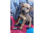Adopt Luis a Jack Russell Terrier, Australian Cattle Dog / Blue Heeler