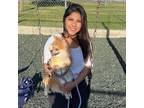 Trustworthy Pet Sitter in San Jose, CA: $32/hr - Experienced, Compassionate Care