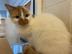 Adopt Jack a Domestic Short Hair