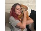 Experienced Pet Sitter in Wichita, KS Trustworthy Care at $25/hr