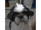 Adopt Jake a Shih Tzu