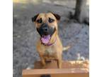 Adopt Skippy a Black Mouth Cur