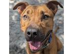 Adopt Bruno a Mixed Breed