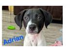 Adopt Adrian a Pointer, Labrador Retriever