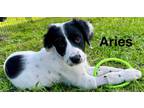 Adopt Aries a Pointer, Labrador Retriever